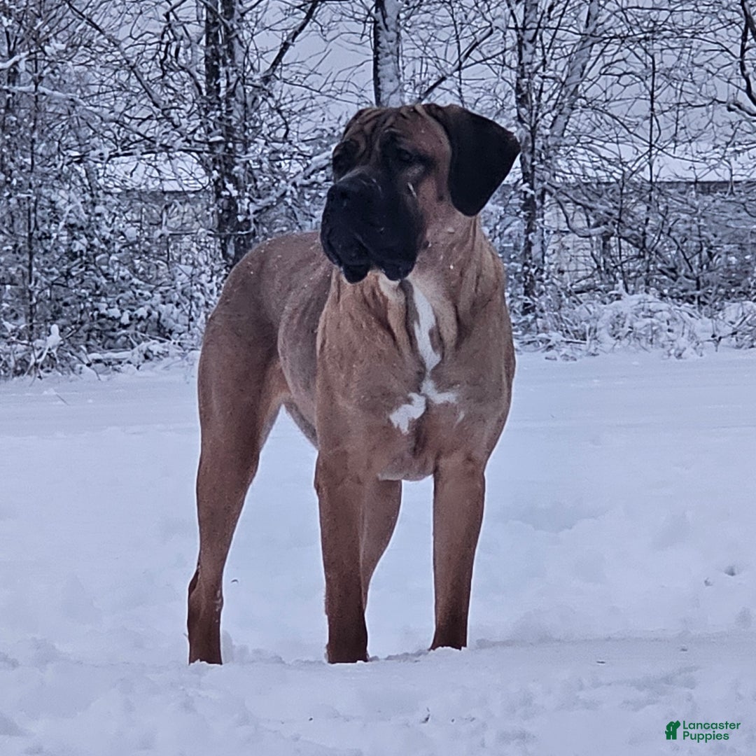 Cane Corso dogs for sale: Cane Corso Puppy 1 - Ad 3