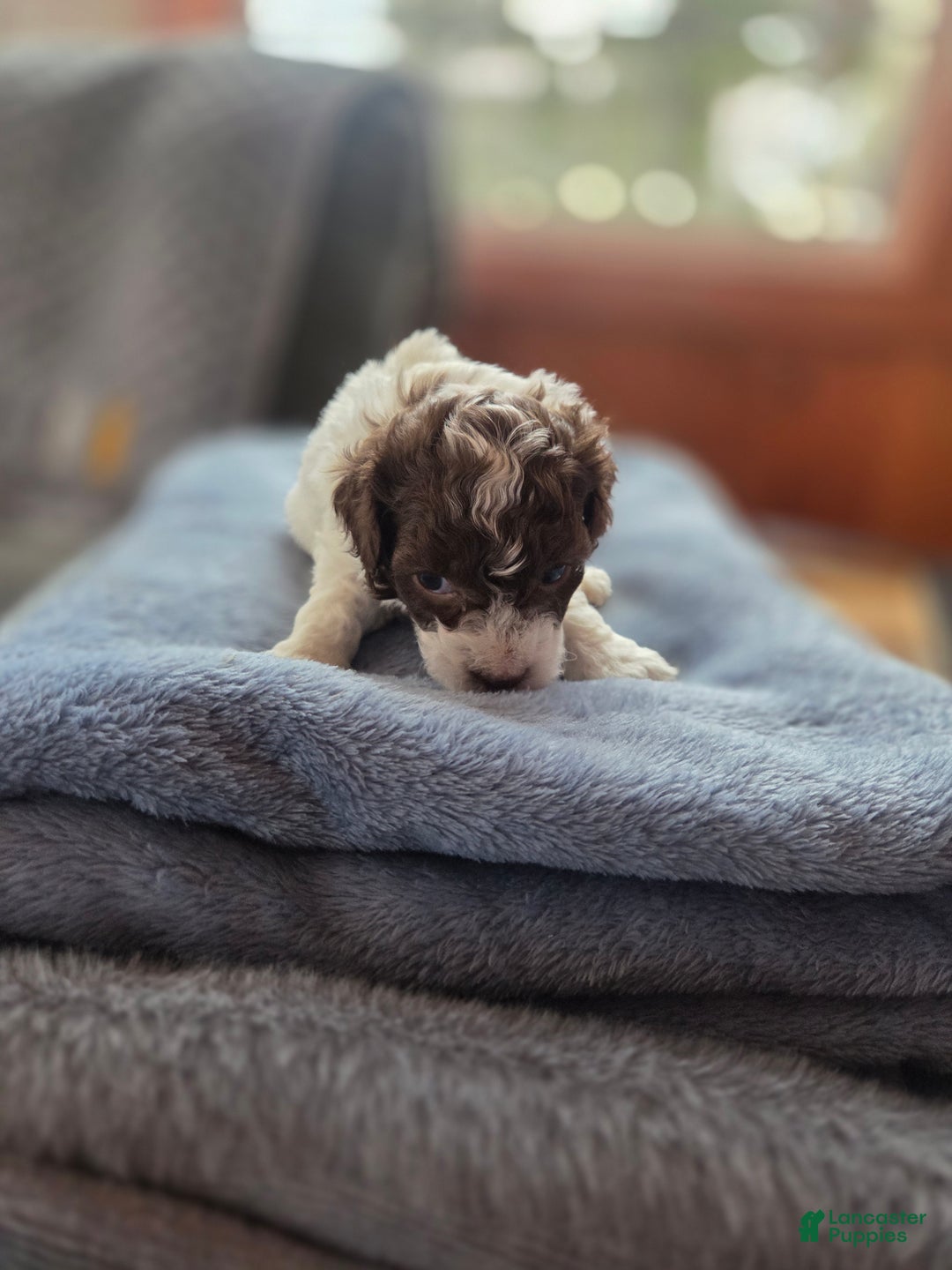 Toy Poodle dogs for sale: Toy Poodle Puppy 3 - Ad 6