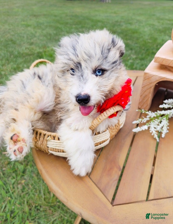 Aussiedoodle dogs Snap Melon - Ad 2