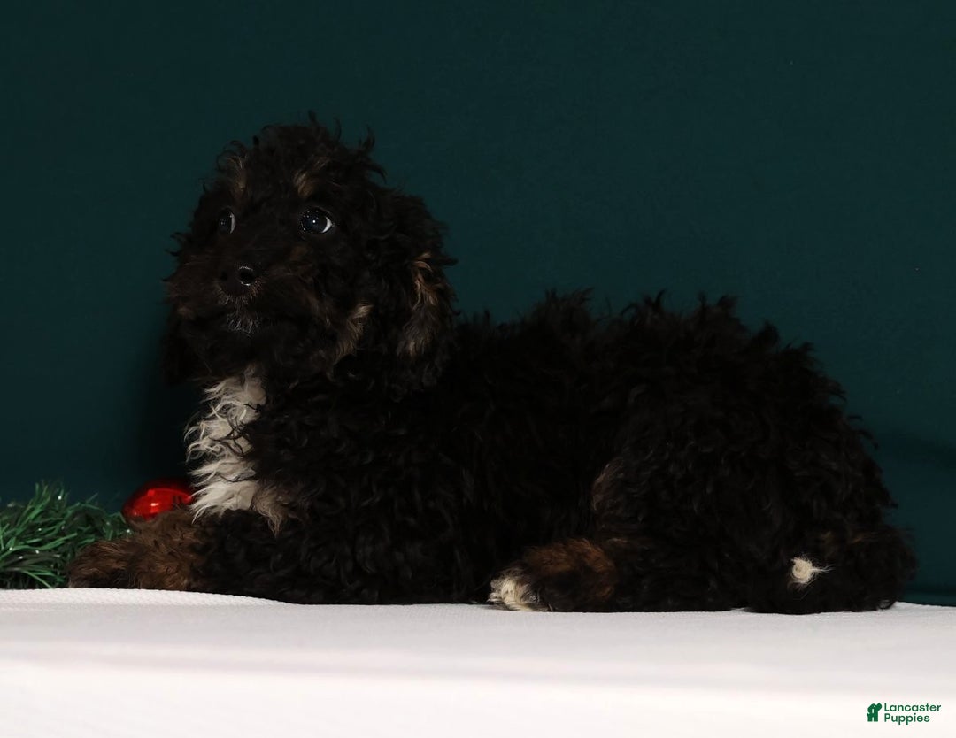 Mini Bernedoodle dogs for sale: Asher - Ad 3