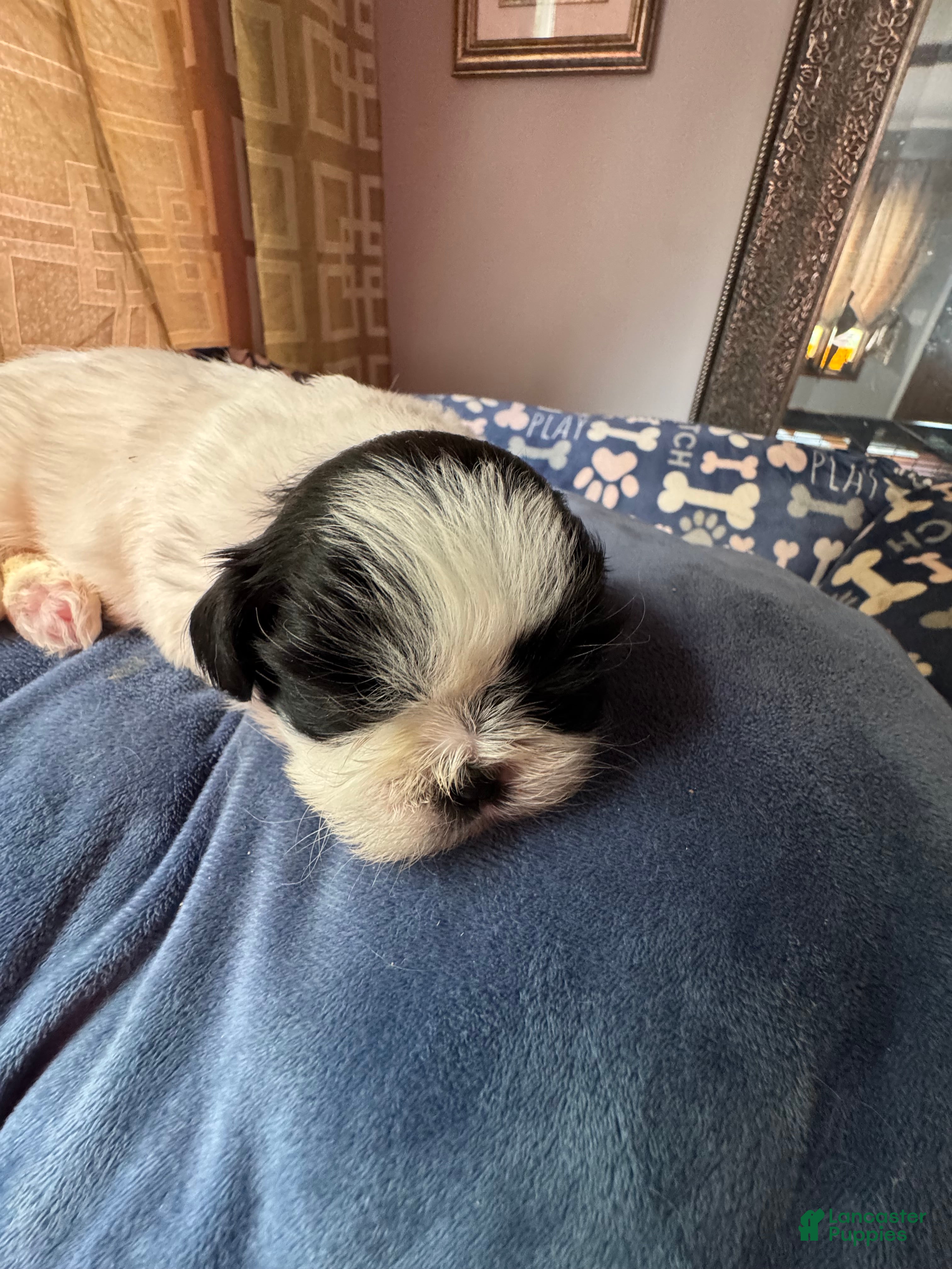 Shih Tzu dogs Shih Tzu 5 - Ad 1