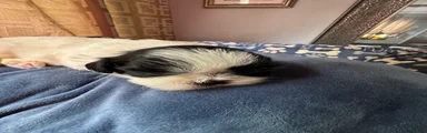 Shih Tzu 5