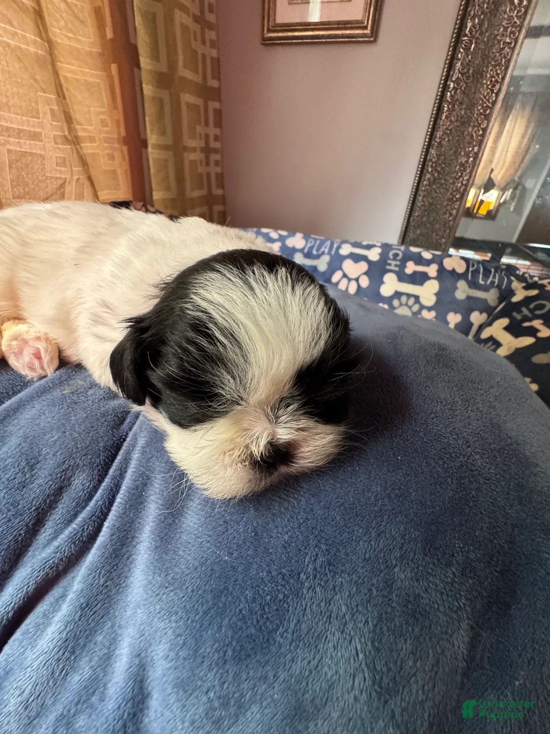 Shih Tzu dogs for sale: Shih Tzu 5 - Ad 1