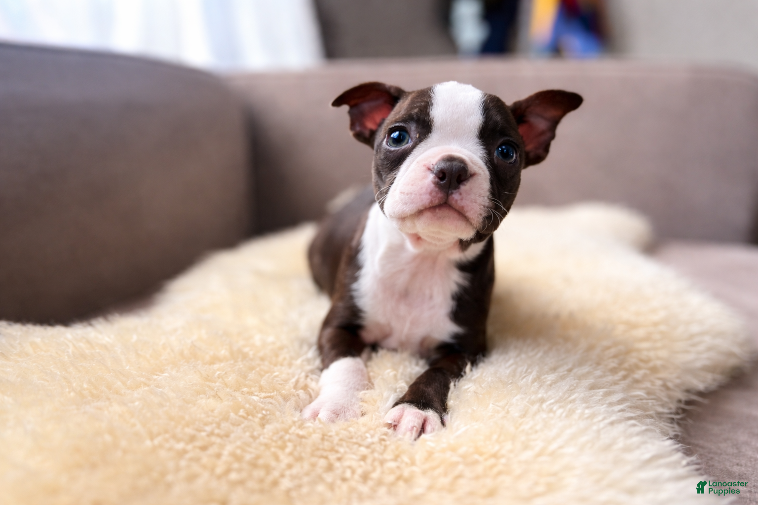 Boston Terrier dogs Lilo - Ad 4