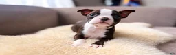 Boston Terrier dogs for sale: Lilo - Ad 1