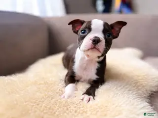 Boston Terrier dogs Lilo - Ad 4