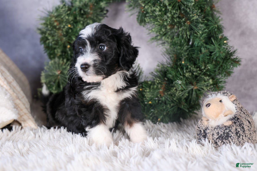 Mini Aussiedoodle dogs for sale: Payday - Ad 7