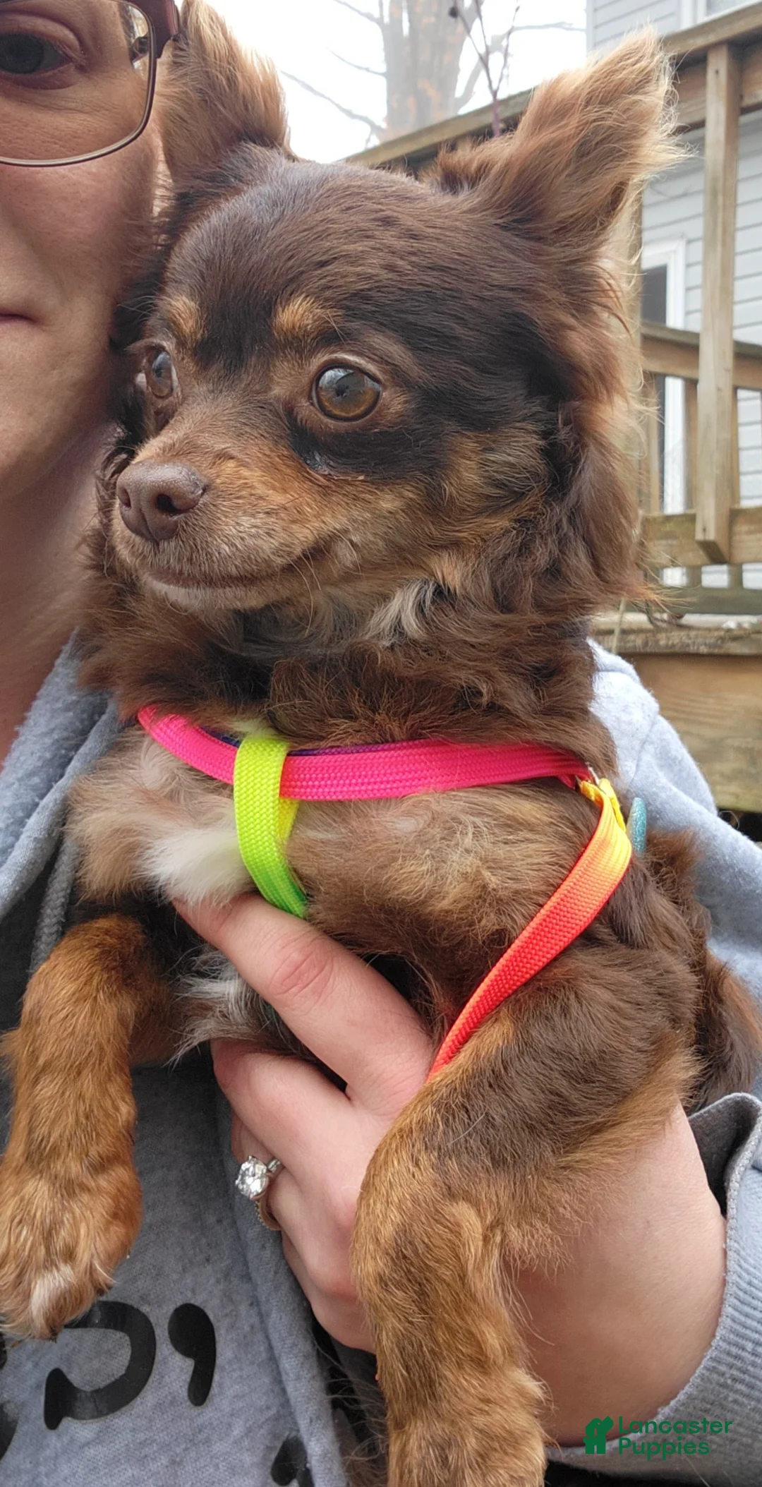 Chihuahua dogs for sale: Teighynn  - Ad 3