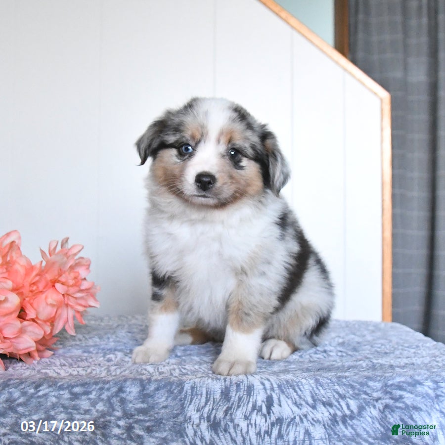 Miniature Australian Shepherd dogs Echo - Ad 2