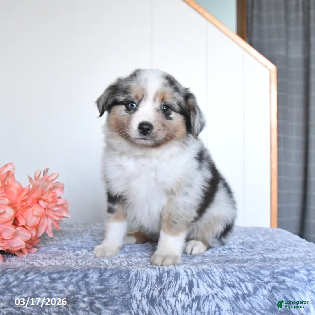 Miniature Australian Shepherd dogs for sale: Echo - Ad 2