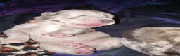 Daniff dogs for sale: RIVER-Daniff Puppy 5 - Ad 2