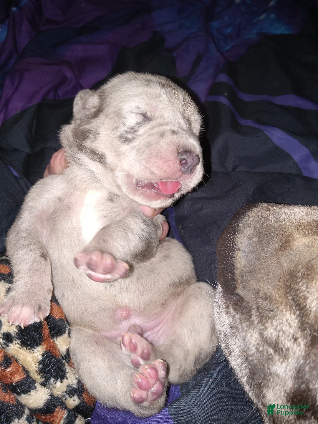Daniff dogs for sale: RIVER-Daniff Puppy 5 - Ad 2