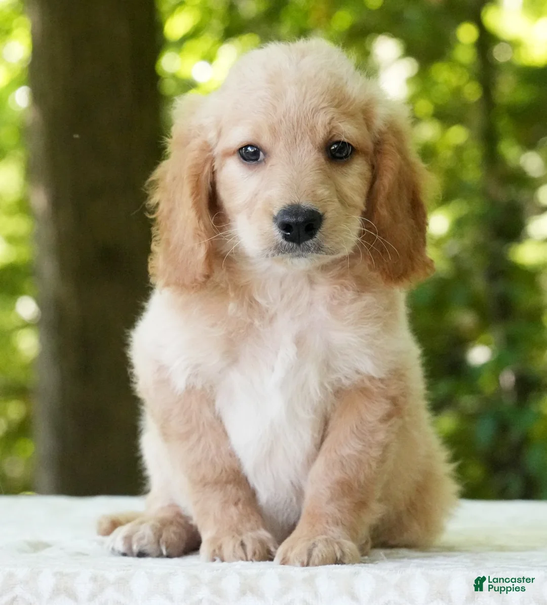 Mini Goldendoodle dogs for sale: Caden - Ad 1