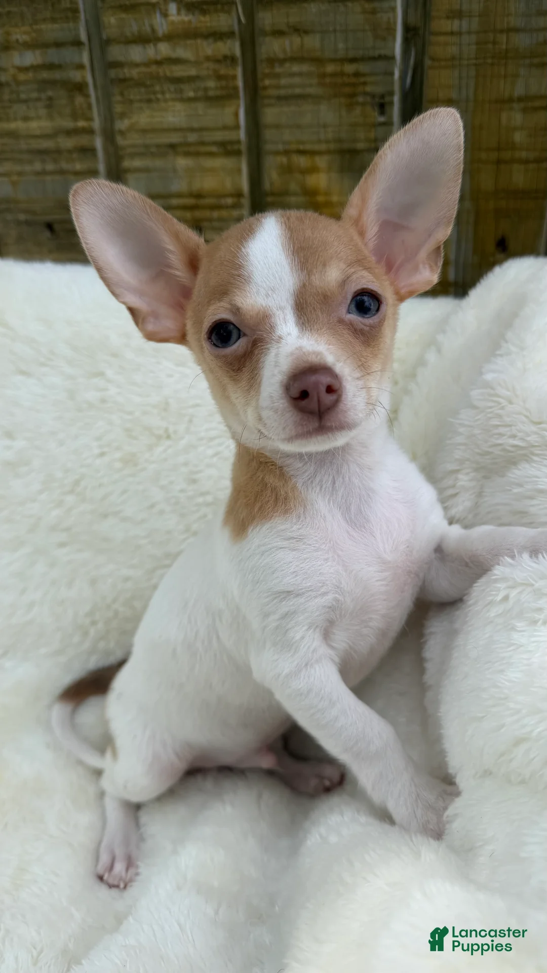 Chihuahua dogs for sale: Chihuahua Puppy 2 - Ad 1