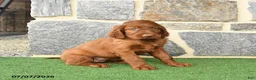 Irish Setter dogs for sale: Cutie - Ad 3