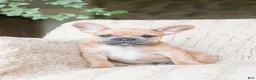 French Bulldog dogs for sale: Pauly AKC - Ad 4