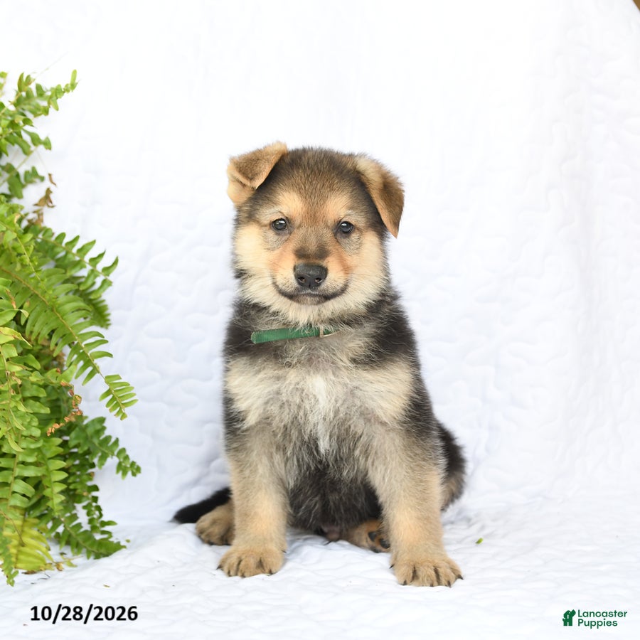 German Shepherd dogs for sale: Rider - Ad 1