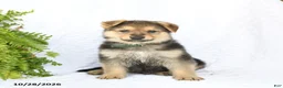 German Shepherd dogs for sale: Rider - Ad 1