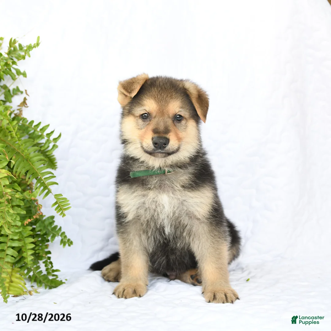 German Shepherd dogs for sale: Rider - Ad 1