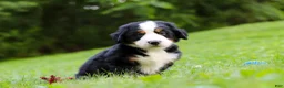 Bernese Mountain Dog dogs for sale: Jolene - Ad 5