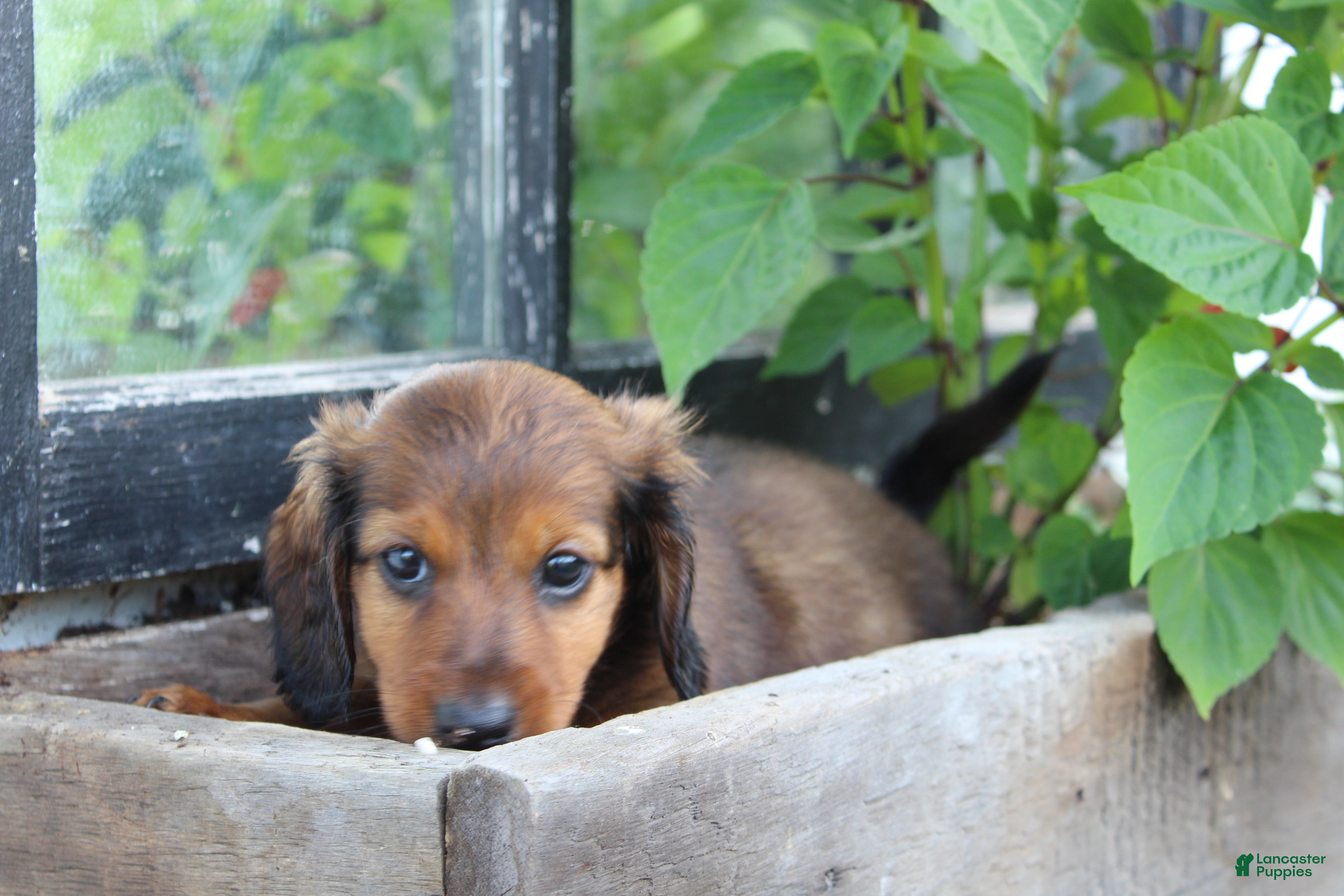 Miniature Dachshund dogs for sale: Miniature Dachshund 1 - Ad 3