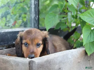 Miniature Dachshund dogs for sale: Miniature Dachshund 1 - Ad 3