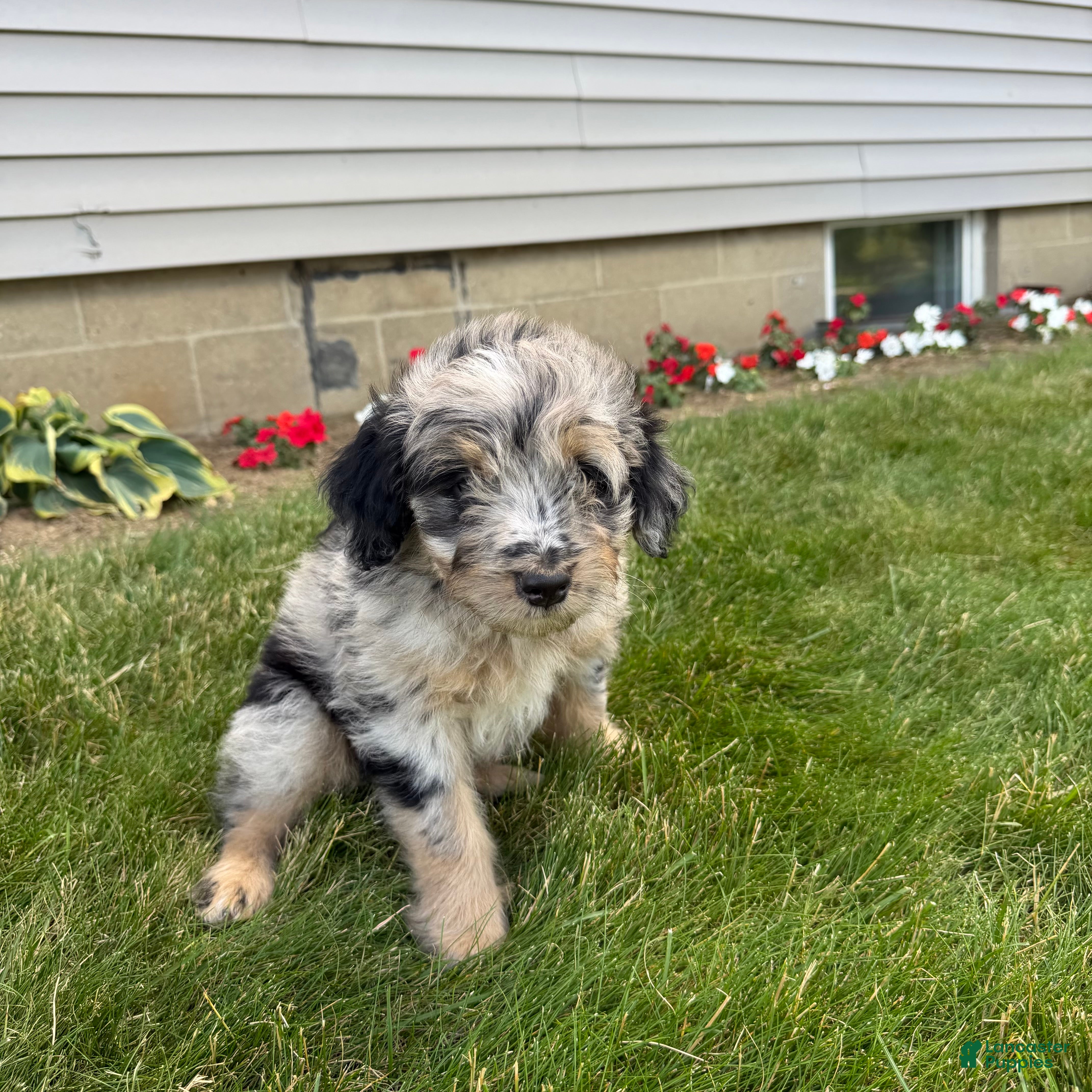 Aussiedoodle dogs Chase - Ad 2