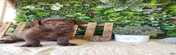 Labrador Retriever dogs for sale: Mindy - Ad 5