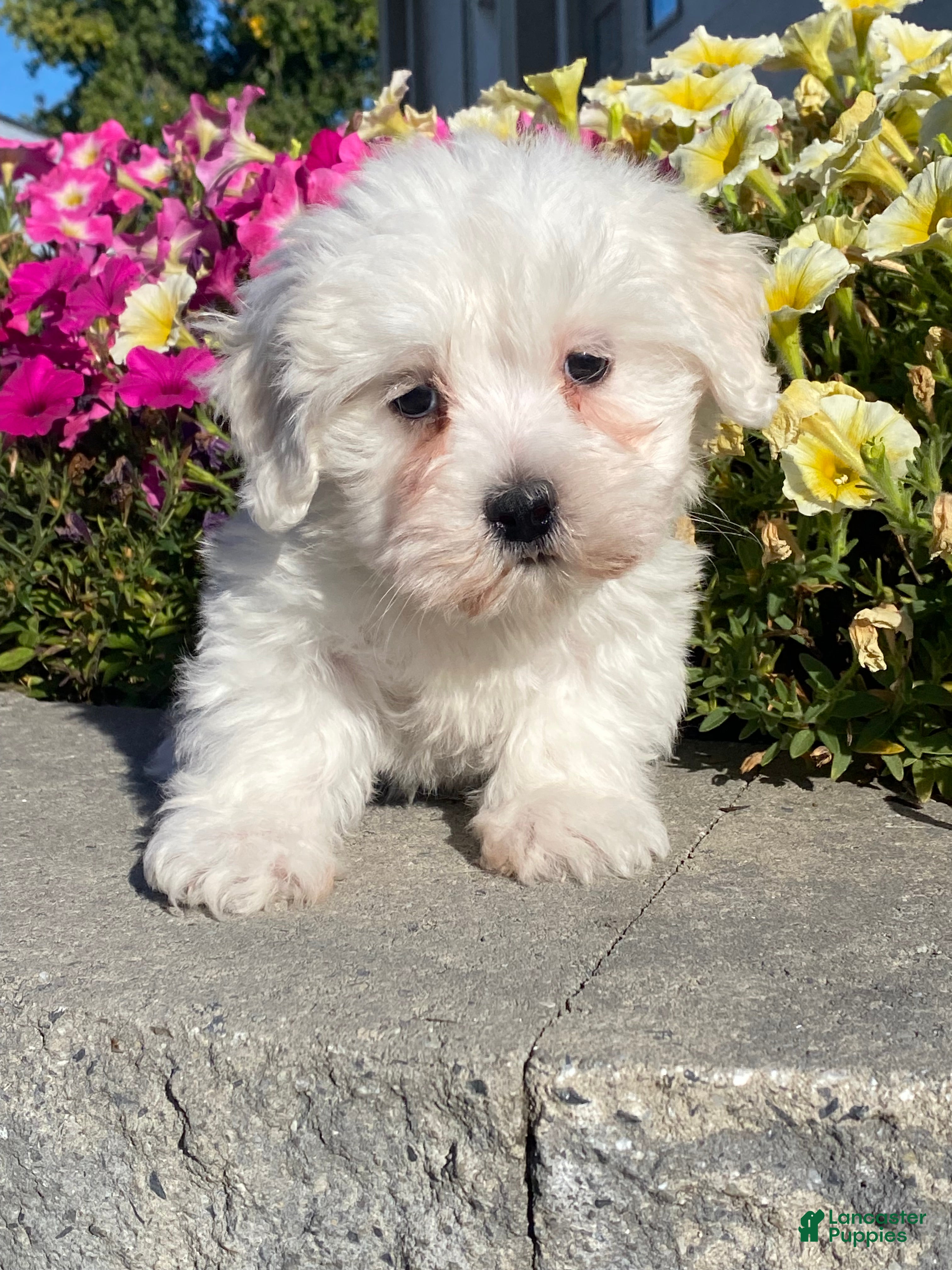 Coton De Tulear dogs Charles  - Ad 16