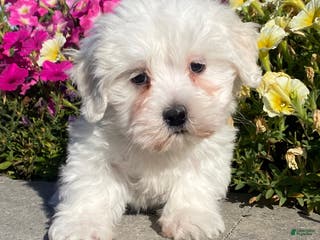 Coton De Tulear dogs Charles - Ad 16