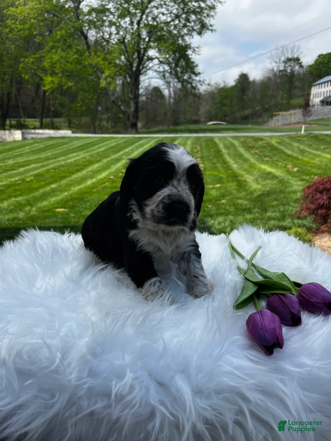 English Springer Spaniel dogs for sale: Pansy - Ad 2