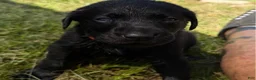 Labrador Retriever dogs for sale: Ash - Ad 3