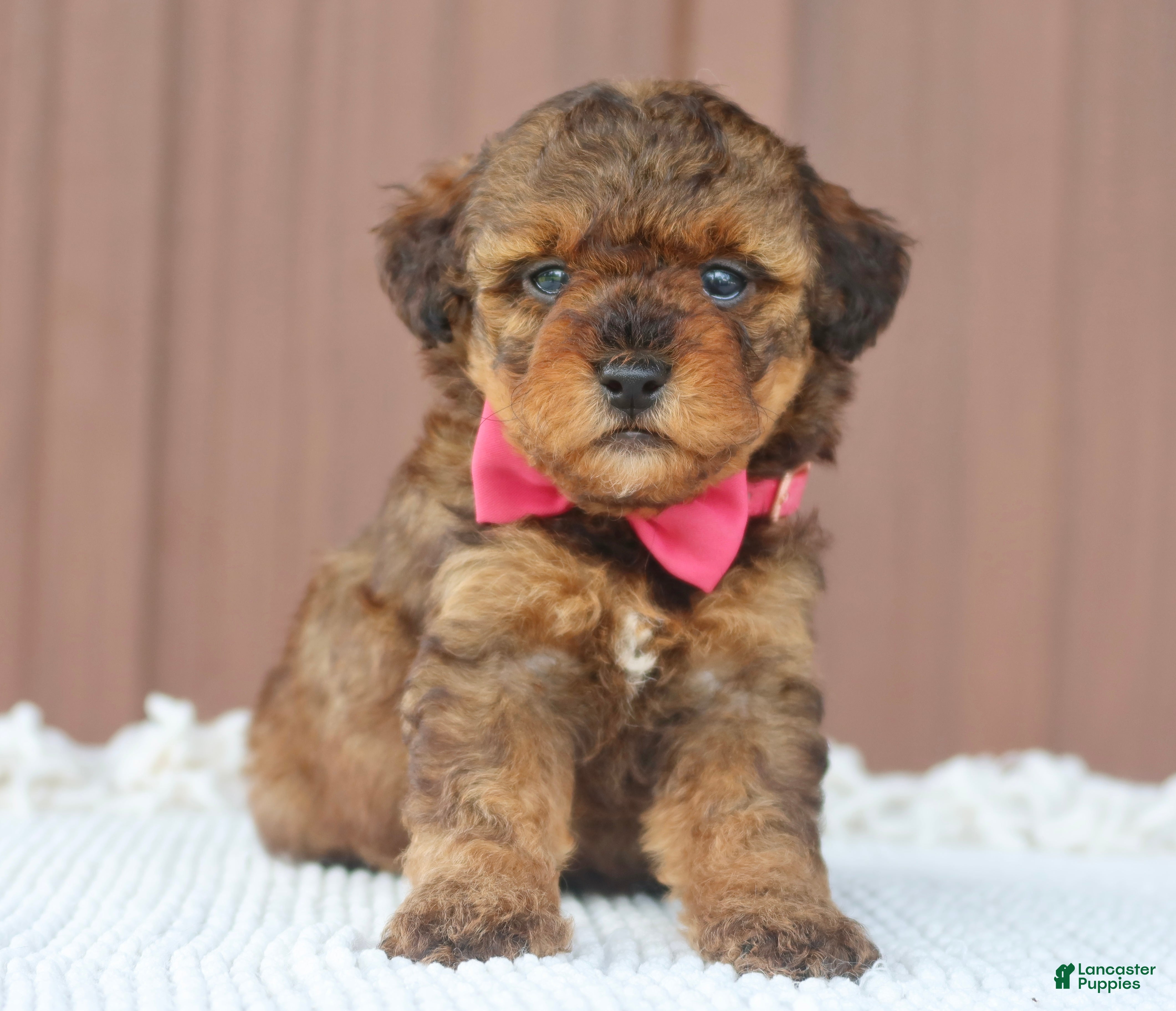 Toy Poodle dogs Hazel - Ad 1