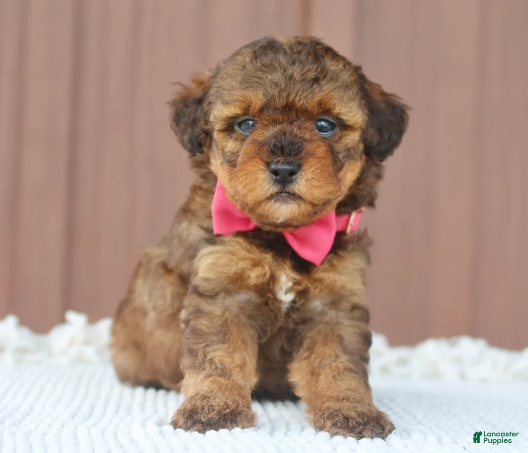 Toy Poodle dogs for sale: Hazel - Ad 1