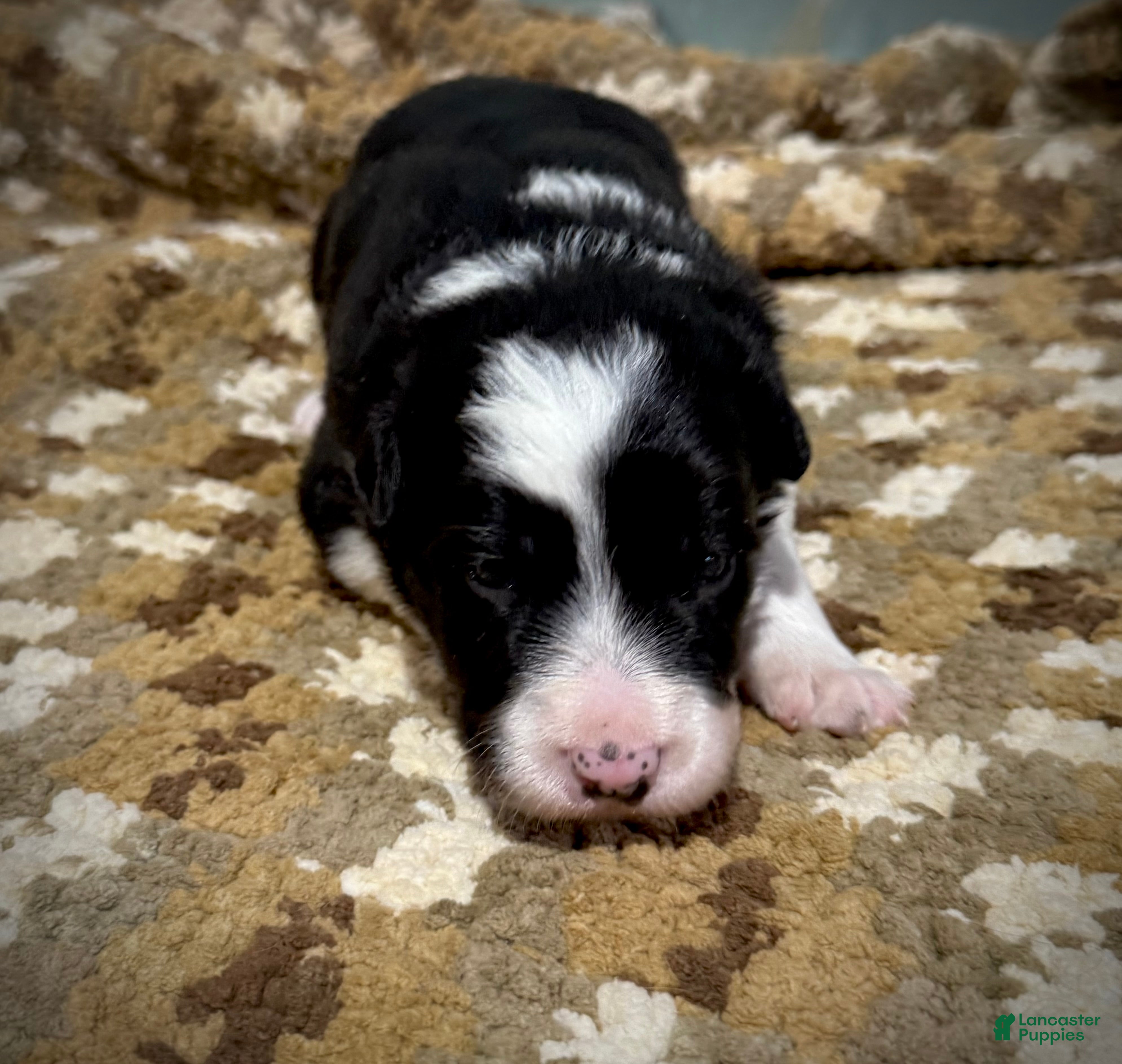 Border Collie dogs Border Collie “Jingle” - Ad 28