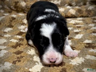 Border Collie dogs Border Collie “Jingle” - Ad 10