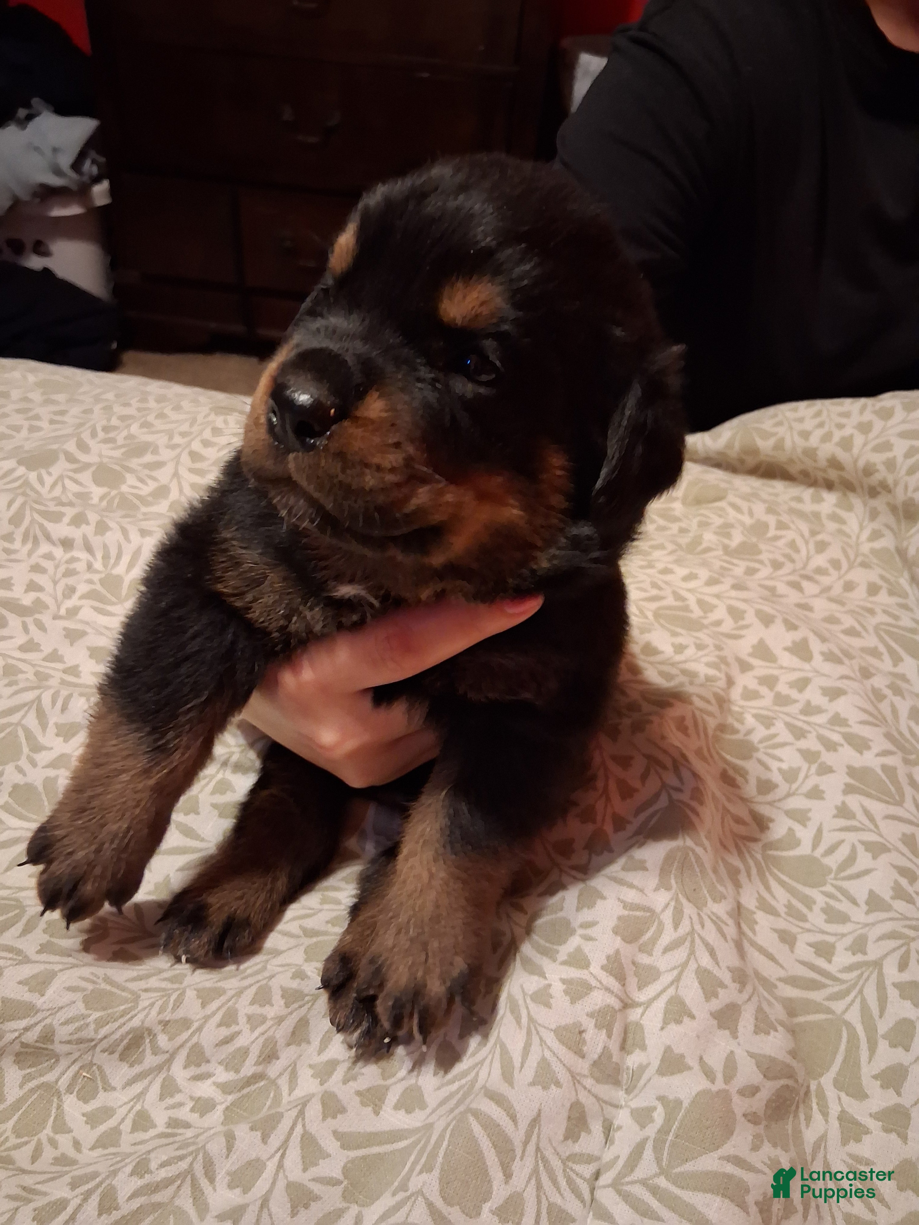 Rottweiler dogs Rottweiler Puppy 5 - Ad 1