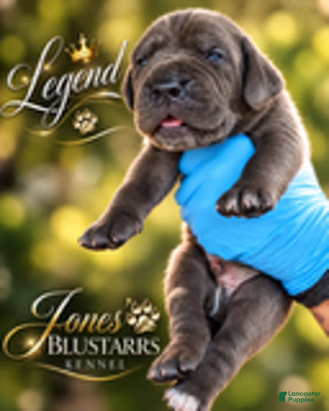 Cane Corso dogs for sale: Legend - Ad 1