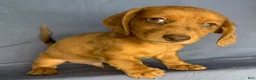 Miniature Dachshund dogs for sale: Chip - Ad 6