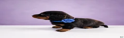 Miniature Dachshund dogs for sale: Josh - Ad 4