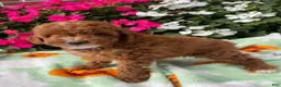 Toy Poodle dogs for sale: Cooper - Ad 4