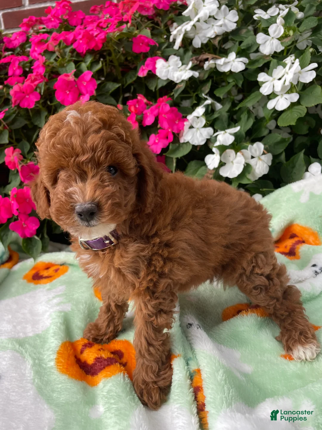 Toy Poodle dogs for sale: Cooper - Ad 4