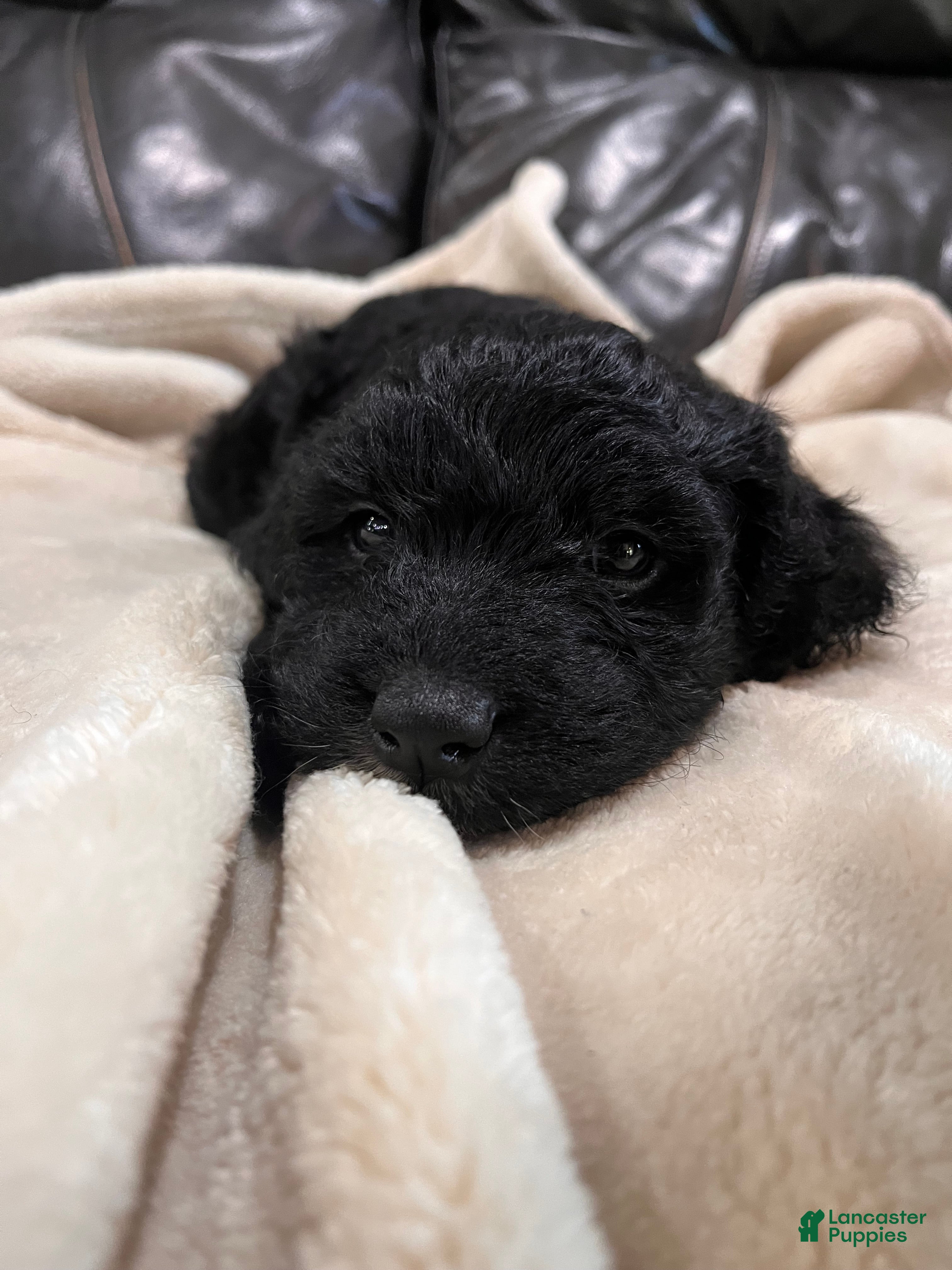 Mixed Breed dogs Boy 2 - Ad 2