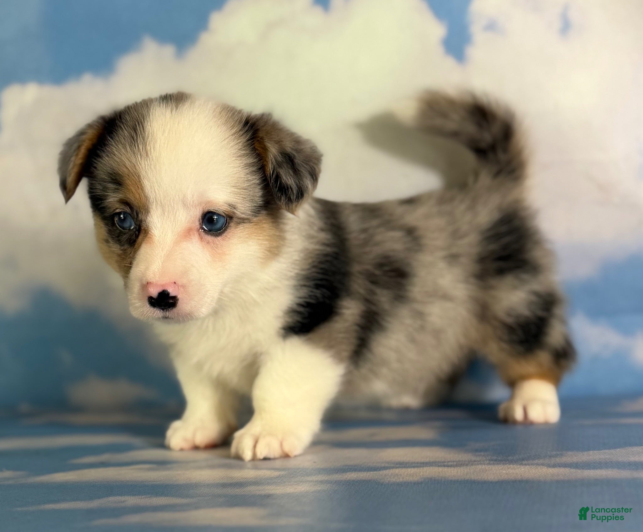 Welsh Corgi Pembroke dogs Aca diesel Merle with full tail fluffy bluie carrier triple clear - Ad 2