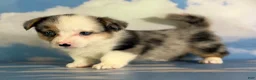 Welsh Corgi Pembroke dogs for sale: Aca diesel Merle with full tail fluffy bluie carrier triple clear - Ad 2