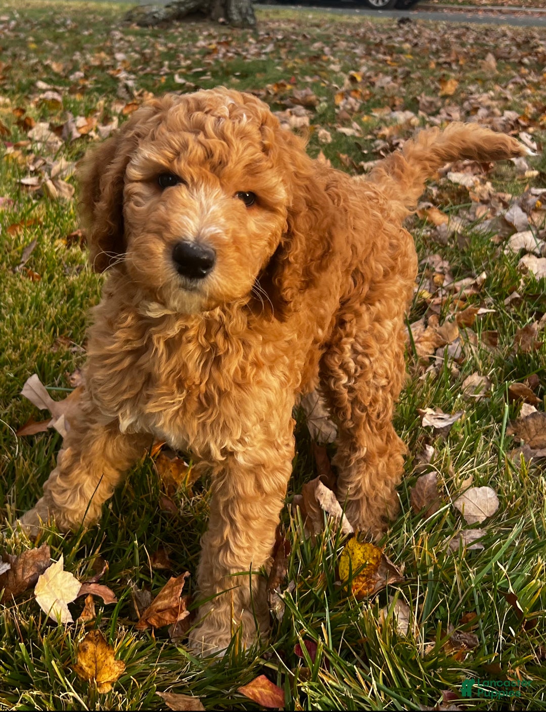 Standard Poodle dogs for sale: Standard Poodle Puppy 1 - Ad 5