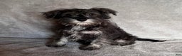 Miniature Schnauzer dogs for sale: Riley - Ad 4
