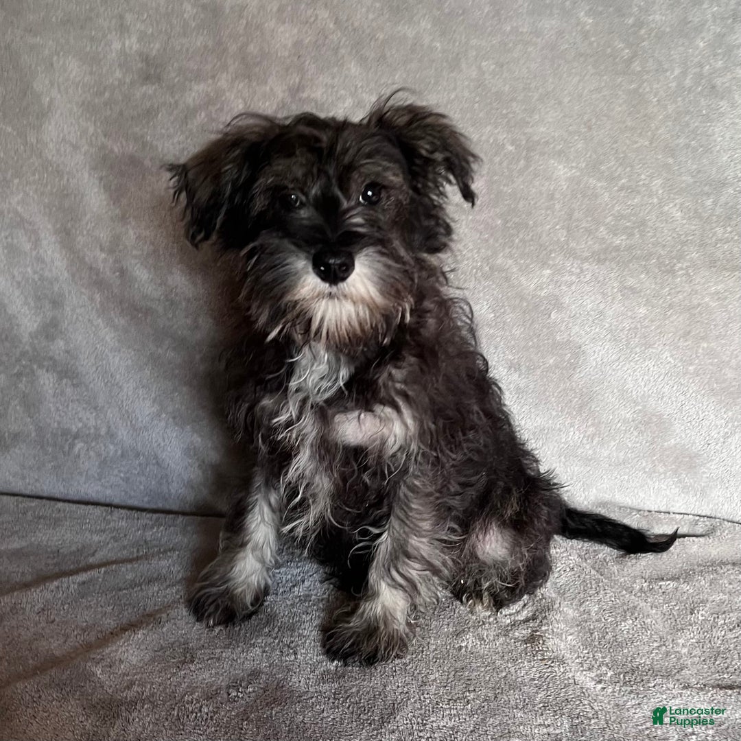 Miniature Schnauzer dogs for sale: Riley - Ad 4
