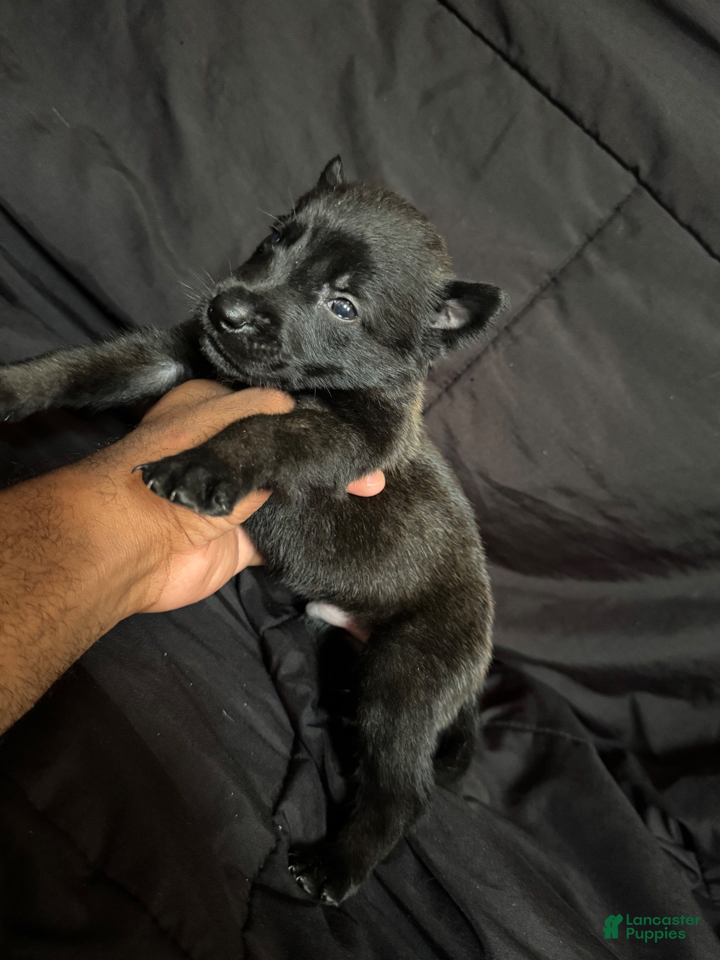 Belgian Malinois dogs Belgian Malinois 3 - Ad 38