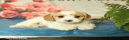 Cavapoo dogs for sale: Marcus - Ad 4